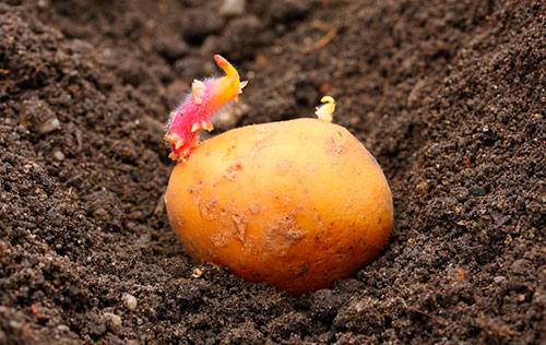 Как прорастить картофель для посадки в опилках или на свету? - фото