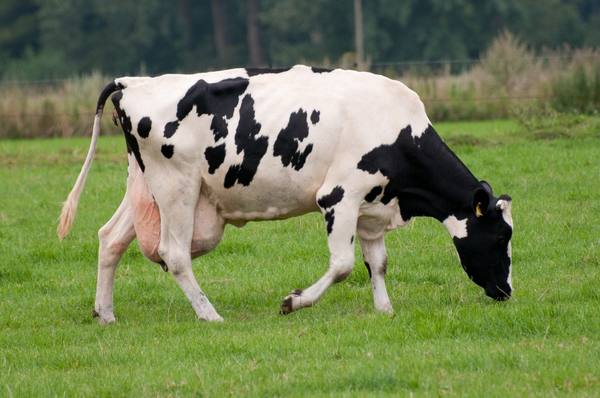 Определение и протекание стельности коровы по месяцам - фото