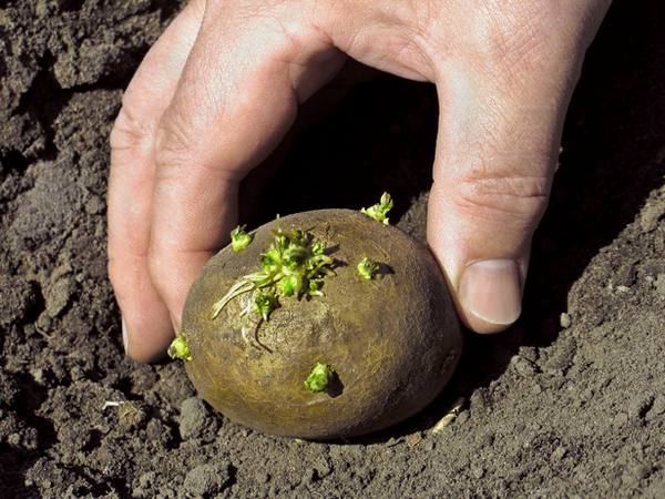 Технология посадки раннего картофеля - фото