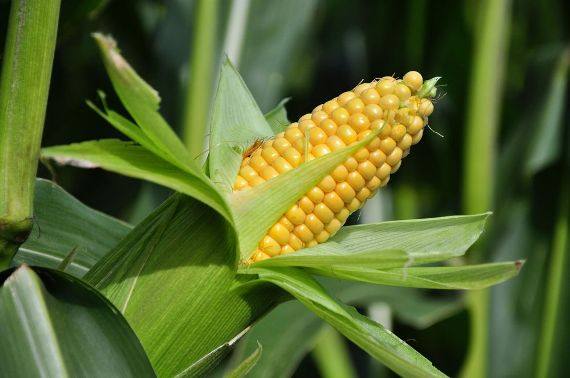 Технология выращивания сахарной кукурузы на участке - фото