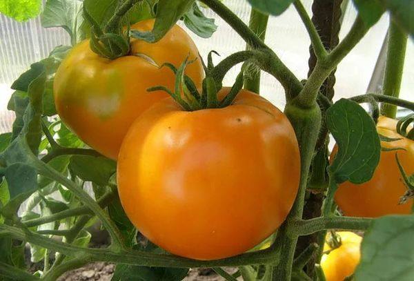 Полное описание и характеристики сорта томат Апельсин - фото