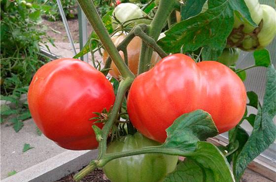 Характеристика и описание сорта томатов Бабушкин секрет, особенности выращивания с фото