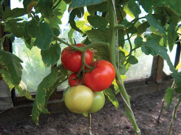 Подробное описание и характеристика сорта томата чудо рынка - фото