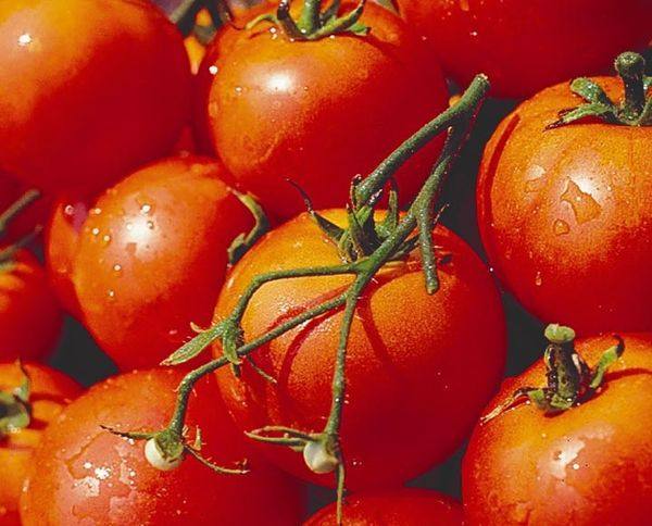Подробное описание и характеристика сорта томата Дубрава - фото