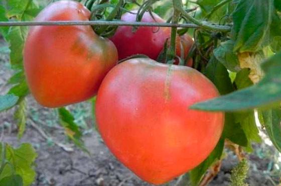 Сорт томатов Любимый праздник  находка для дачников - фото