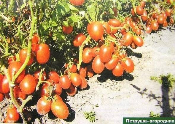 Томат Петруша Отзывы Фото Урожайность