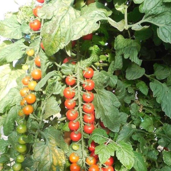Подробное описание сорта томатов рапунцель с фото