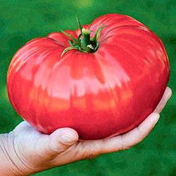 Сибирский гигант: описание томата, нюансы выращивания, отзывы, фото - фото