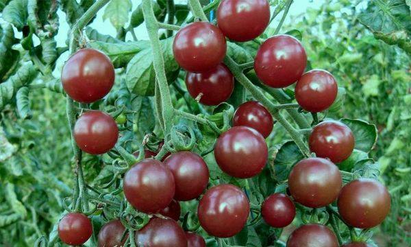 Полное описание сорта томата черри вишня красная и желтая - фото