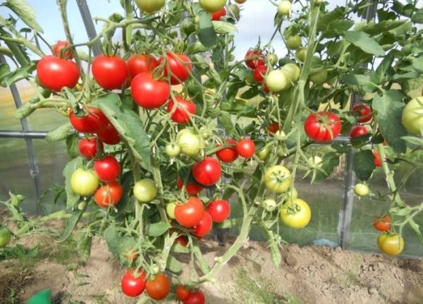 Характеристика и описание детерминантного сорта томатов благовест с фото