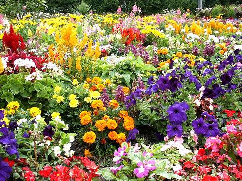 Выращивание цветов у дома: как выбрать свои цветы - фото