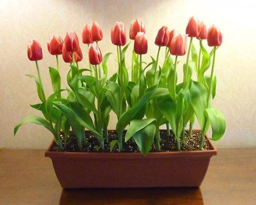 Выращивание тюльпанов к 8 марта - фото
