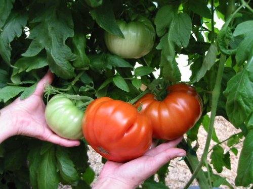 Правила внесения удобрений для помидоров - фото