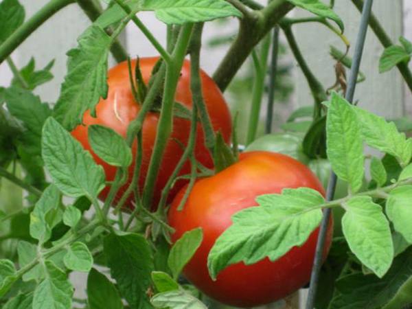 Уход за томатами: 10 важных правил - фото