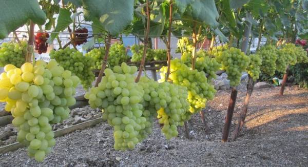Подробное описание сорта винограда аркадия с фото