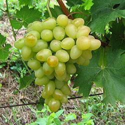 Виноград сорта Аркадия: описание, уход и отзывы дачников с фото