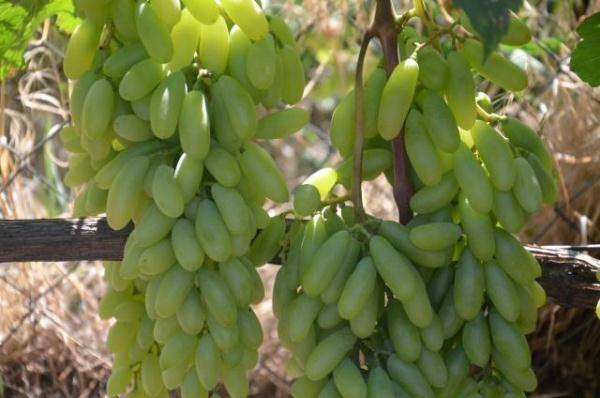 Полезные свойства винограда дамские пальчики или хусайне белый с фото