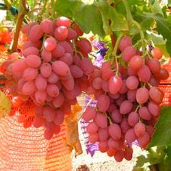 Виноград сорта Кишмиш лучистый  солнце в каждой ягодке - фото