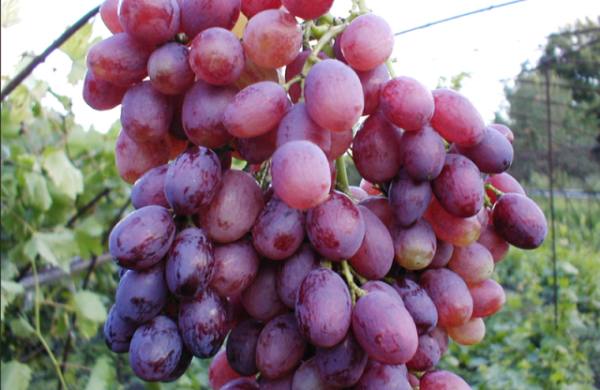 Польза и вред зеленого и черного винограда кишмиш - фото