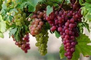 Виноград русский ранний — секреты выращивания данного сорта - фото