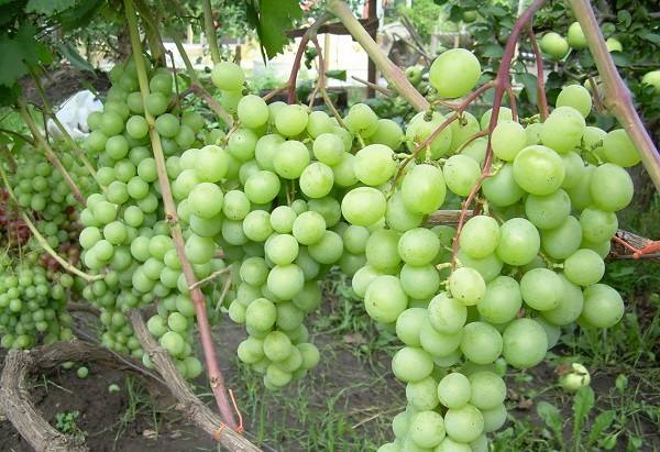 Подробное описание сорта винограда талисман - фото