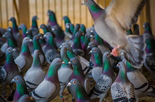 Виросальм для голубей в борьбе с сальмонеллезом и болезнью Ньюкасла - фото