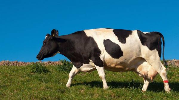 Как правильно выбрать молочную корову, козу - фото