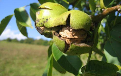 Выращивание грецкого ореха и уход за ним - фото