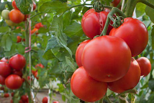 Выращивание и уход за помидорами (продолжение) с фото