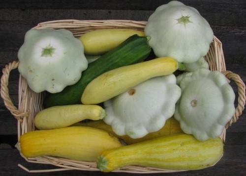 Выращивание патиссонов, кабачков и тыквы - фото