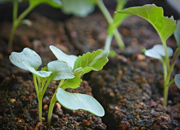 Секреты выращивания рассады капусты с фото