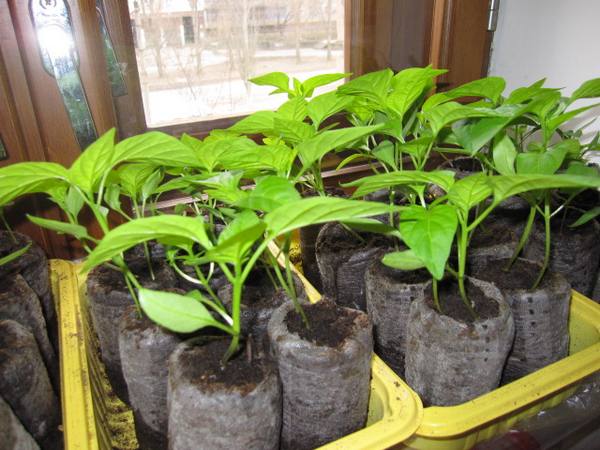Выращивание рассады в пеленках с фото