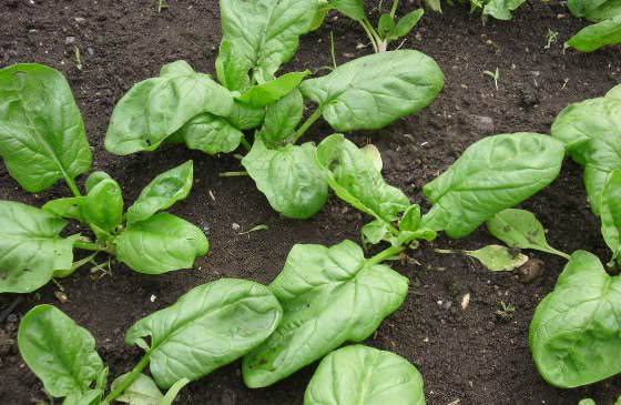 Выращивание шпината в огороде и на даче - фото