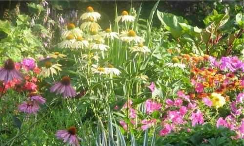 Выращивание цветов в саду Общие сведения - фото