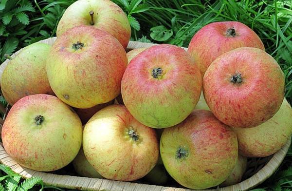 Подробное описание сорта яблок Конфетное с фото