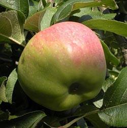 Яблоня Богатырь: описание сорта, особенности выращивания - фото