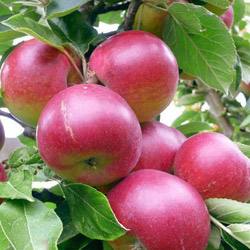 Описание и характеристики яблони сорта Коваленковское - фото