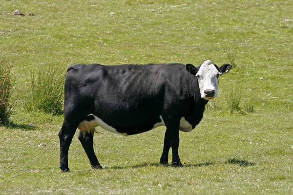 Ярославская порода коров и ее опсаиние с фото