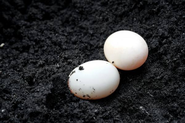 Яйца индоутки и особенности употребления их в пищу - фото